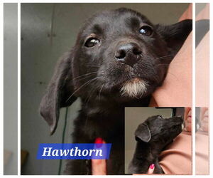 Labrenees Dogs for adoption in Farmerville, LA, USA