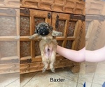 Puppy Baxter Shih Apso