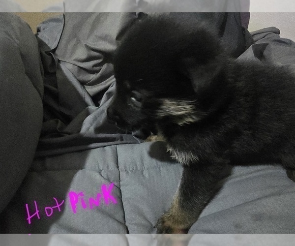 Medium Photo #11 German Shepherd Dog Puppy For Sale in APACHE JUNCTION, AZ, USA