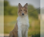 Small Photo #1 Collie Puppy For Sale in PILOT, VA, USA