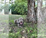 Small Photo #6 Labrador Retriever Puppy For Sale in WARNER ROBINS, GA, USA