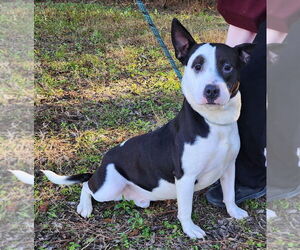 American Pit Bull Terrier-Unknown Mix Dogs for adoption in Wetumpka, AL, USA