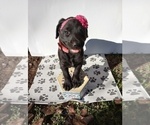 Puppy 1 American Pit Bull Terrier-Goldendoodle Mix