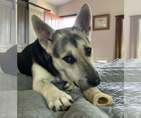 Medium Photo #4 Siberian Husky Puppy For Sale in Cedar Crest, NM, USA