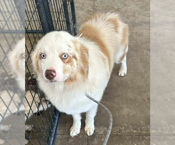 Medium Photo #2 Australian Shepherd-Unknown Mix Puppy For Sale in Grafton, WI, USA