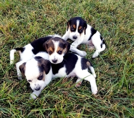 Beagle Puppy for sale in GILBERT, AZ, USA
