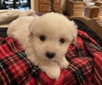 Small #2 Coton de Tulear