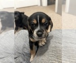 Small Beagle-Chihuahua Mix