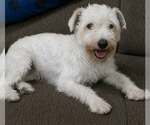 Small Mutt