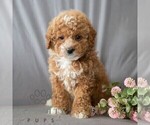 Small #4 Poodle (Miniature)