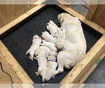 Small Photo #12 Labrador Retriever Puppy For Sale in OZONE, TN, USA