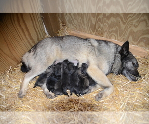 Norwegian Elkhound Puppy for Sale in MEADVILLE, Pennsylvania USA