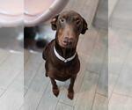 Small Doberman Pinscher