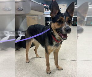 Australian Shepherd-Unknown Mix Dogs for adoption in Riverside, CA, USA