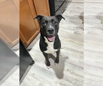 Small #11 American Staffordshire Terrier Mix