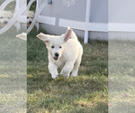 Small Photo #7 English Cream Golden Retriever Puppy For Sale in CHESTERFIELD, MI, USA
