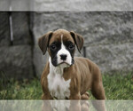 Small #8 Boxer