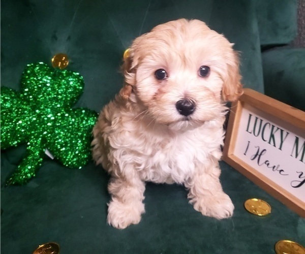 Medium Photo #3 Maltipoo Puppy For Sale in INDEPENDENCE, MO, USA