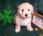 Small Photo #3 Maltipoo Puppy For Sale in INDEPENDENCE, MO, USA