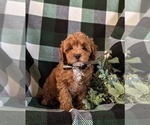 Small Photo #1 Cavapoo Puppy For Sale in NEW HOLLAND, PA, USA