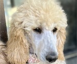 Small Photo #1 Poodle (Standard) Puppy For Sale in PASO ROBLES, CA, USA