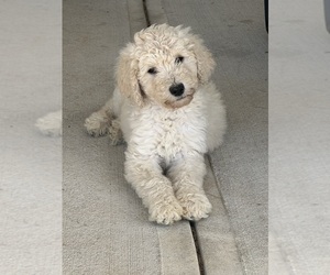 Poodle (Standard) Puppy for sale in GRANITEVILLE, SC, USA