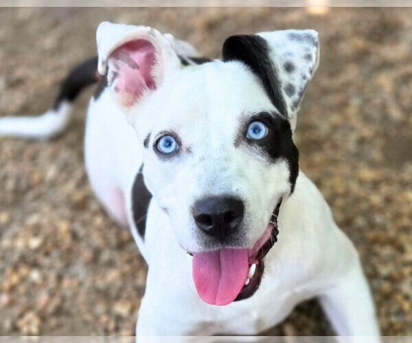Medium Photo #1 American Bulldog-Unknown Mix Puppy For Sale in Anniston, AL, USA