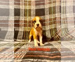 Image preview for Ad Listing. Nickname: Litter of 2
