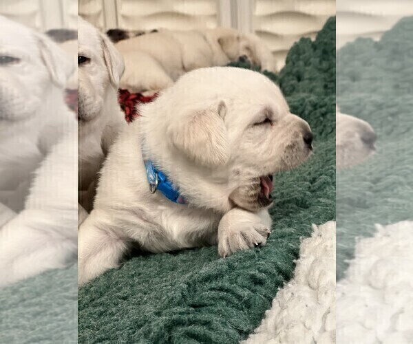 Medium Photo #21 Labrador Retriever Puppy For Sale in GLENDALE, CA, USA