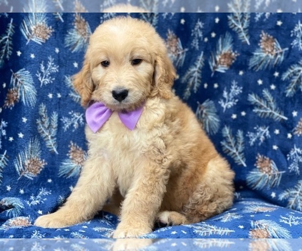 Medium Photo #1 Double Doodle Puppy For Sale in LAKELAND, FL, USA