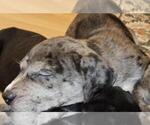 Small Photo #10 American Bully-Labrador Retriever Mix Puppy For Sale in NORTH LAS VEGAS, NV, USA