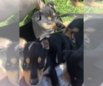 Small Photo #4 Alaskan Husky-Doberman Pinscher Mix Puppy For Sale in COMPTON, CA, USA