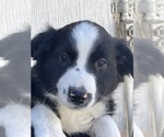 Small Photo #5 Australian Shepherd Puppy For Sale in NORCO, CA, USA