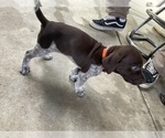 Small Photo #3 German Shorthaired Pointer Puppy For Sale in RIVERSIDE, CA, USA
