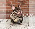 Small Photo #1 French Bulldog Puppy For Sale in SAN BERNARDINO, CA, USA