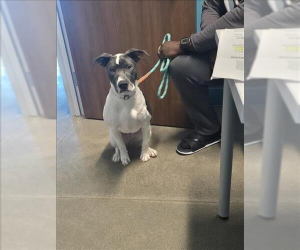 Medium Photo #1 Mutt Puppy For Sale in Houston, TX, USA