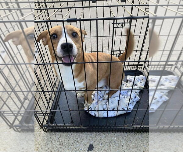 Medium Photo #2 Doxle Puppy For Sale in New York, NY, USA