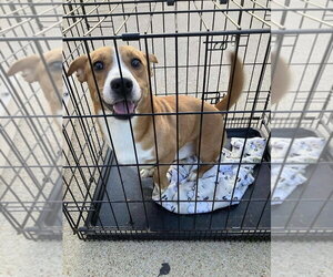 Ryder (AL) - Male Doxle Dog for Adoption - Photo #2