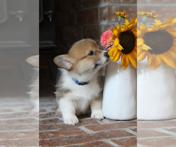 Medium Photo #16 Pembroke Welsh Corgi Puppy For Sale in FAIR GROVE, MO, USA
