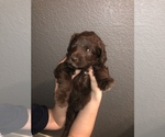 Small Photo #4 Goldendoodle (Miniature) Puppy For Sale in AUSTIN, TX, USA