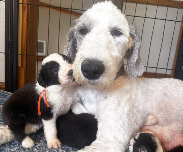 Medium Photo #11 Old English Sheepdog Puppy For Sale in KEWANEE, IL, USA