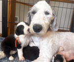 Small #10 Old English Sheepdog