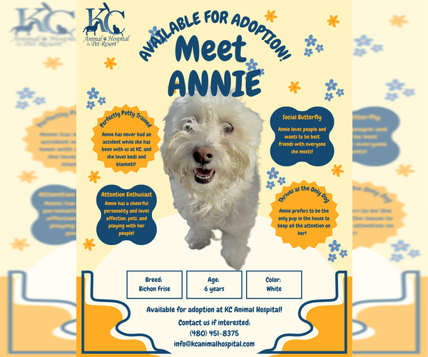 Medium Photo #3 Bichon Frise-Unknown Mix Puppy For Sale in Chandler, AZ, USA