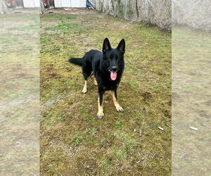 German Shepherd Dog Dogs for adoption in Millburn, NJ, USA