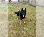 Small German Shepherd Dog