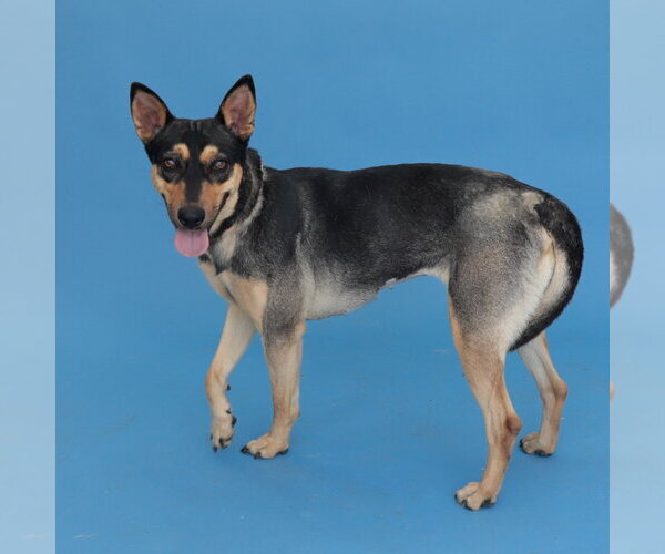 Medium Photo #2 Mutt Puppy For Sale in Pasadena, CA, USA