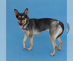 Small #1 Mutt