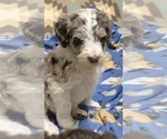 Small Photo #8 Labradoodle Puppy For Sale in PINEVILLE, LA, USA