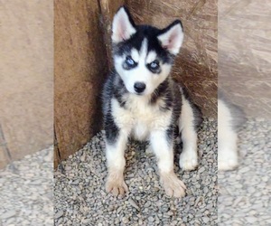Siberian Husky Litter for sale in TUCSON, AZ, USA