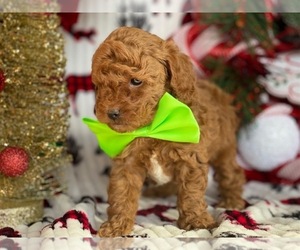 Poodle (Toy) Puppy for sale in LANCASTER, PA, USA